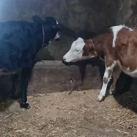 دو گوساله ماده اصل سیمینتال مونتی بیلیارد شیری گاو