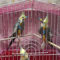 عروس هلندی سخنگو