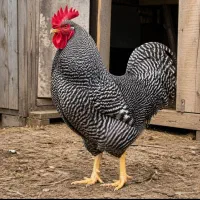 جوجه مرغ