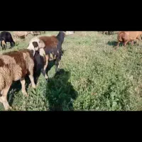 میش اصل جنس سه شکم با بره نر پنجاه کیلو به بالا