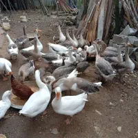 فروش قوغاز دورگه
