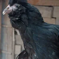 مرغ و خروس گلین