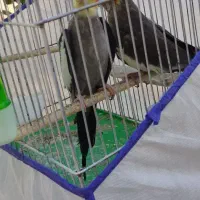 یک جفت عروس هلندی جفت خورده مولد|پرنده|قروه, |دیوار