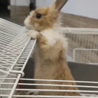 خرگوش به همراه قفس وملزومات