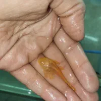 لجن خار|ماهی|تربت‌حیدریه, رجایی|دیوار