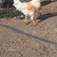 خروس‌‌‌‌|حیوانات مزرعه|میانه, |دیوار