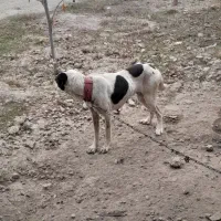 سگ ماده محلی نگهبان