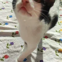 واگذاری|گربه|رشت, منظریه|دیوار