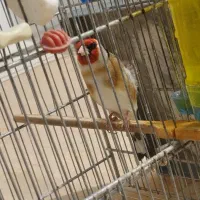 سهره رامه رام بخوان دهن دار