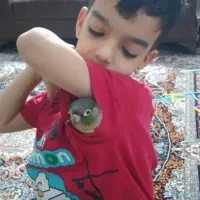 گیرینچیک گمشده مژدگونی زیاد|حیوانات|کرج, مصباح|دیوار