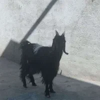 بز نر