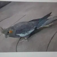 عروس هلندی نر و ماده