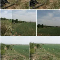 زمین کشاورزی