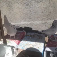 کبوتر فروشی|پرنده|فارسان, |دیوار