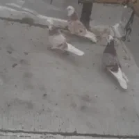 کبوتر شازده