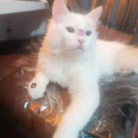 گربه سفید پرشین|گربه|بوشهر, |دیوار