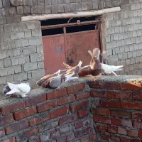 کفتر|پرنده|محمدیار, |دیوار