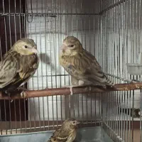 جوجه سهره قناری تازه نرم خور