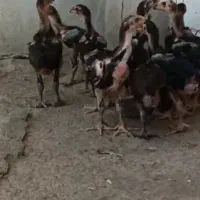 جوجه لاری تاجمهر|حیوانات مزرعه|تهران, پونک|دیوار