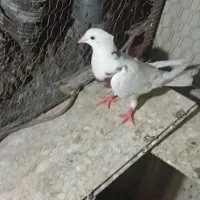 کفتر‌طوقی‌نر