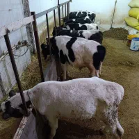 گوساله نر.سیمینتال و هلشتاین اصل