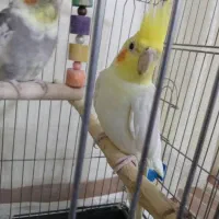 عروس هلندی|پرنده|اسدآباد, |دیوار