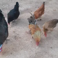 مرغ تخم گذار