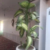 گل آپارتمانی شیک