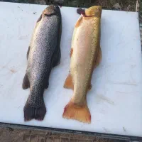 ماهی قزل آلا فرانسه