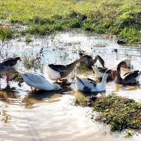 غاز و بوقلمون