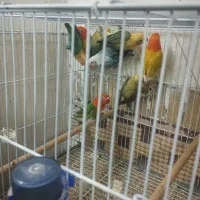 فروش 7عدد فیشر