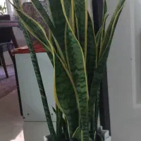 گل سانسوریا ابلغ بزرگ|گل و گیاه طبیعی|تهران, افسریه جنوبی|دیوار