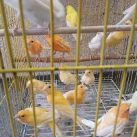قناری(نر و ماده)