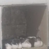 جوجه کبوتر برا دستی کردن