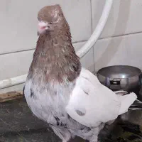 ماده سینه سرور
