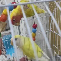 پرنده|پرنده|چناران, |دیوار