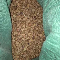 باقلی میان رس