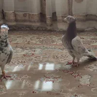 هفت‌رنگ کاکلی عطیقه کاشمر