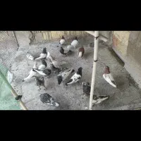 کبوتر رنگی و دورگ|پرنده|شوش, |دیوار