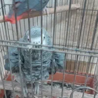 کاسکو مولد