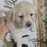 مالتیپو|سگ|تهران, قلهک|دیوار