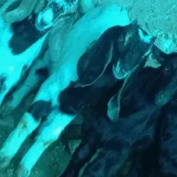 فروش بز و کهره