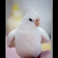 گمشده عروس هلندی آلبینیو لولمان