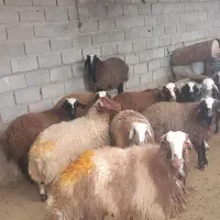 بره نر