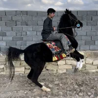 مادیان کرد مشکی شیش دونگ