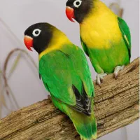 جفت ماسکت یقه زرد ( از والد های جدا)|پرنده|تهران, عبدلآباد|دیوار