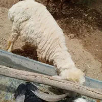 گوسفند