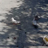 کبوتر خوش خال|پرنده|نورآباد, |دیوار