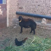 یک راس بره ماده غزل افشاری لخت