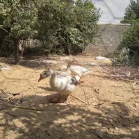 غازوقوغاز|حیوانات مزرعه|کلاله, |دیوار